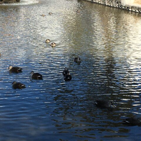 公園の池を泳ぐカモ