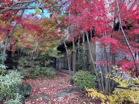 事務所の庭の紅葉